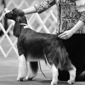 Meet your Posher, Sally